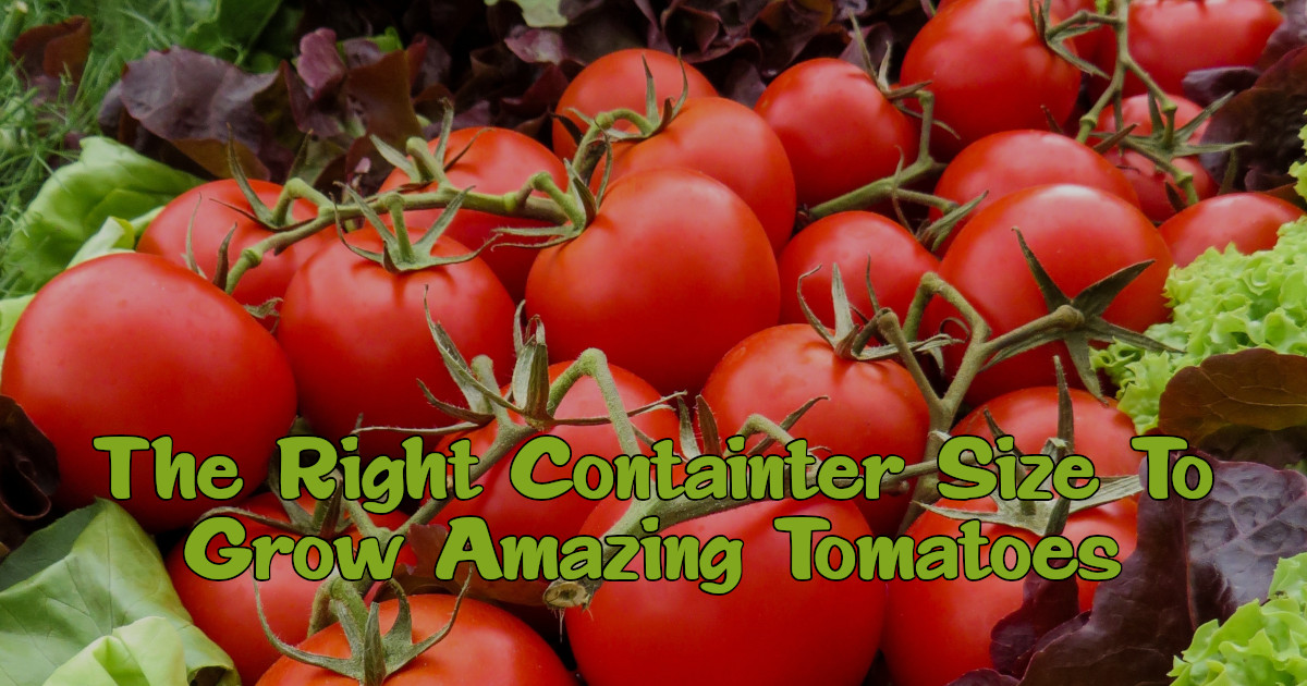 urban-gardening-tips-what-pot-size-for-tomatoes