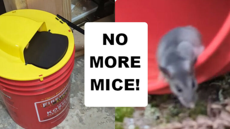 Review of a humane 5gallon bucket mousetrap